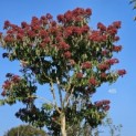 Heptacodium miconioides - Foto 2