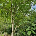 Juglans Regia - een mooi vertakte kroon.  augustus 2025