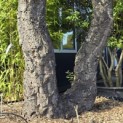 Quercus Suber - 2