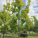 Acer platanoides 'Princeton Gold' - Foto 1