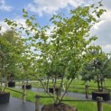 Hamamelis mollis - Foto 4