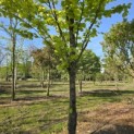 Fagus sylvatica 'Zlatia' - Foto 1