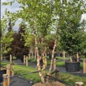 Betula nigra - 4