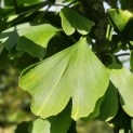 Ginkgo biloba - impressie blad september