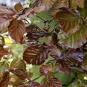 Fagus sylvatica 'Atropunicea' - 3