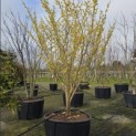 Hamamelis mollis - 4