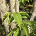 Heptacodium miconioides - Foto 3