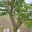Gymnocladus dioica - 5