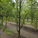 Carpinus betulus - 2