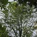 Carpinus betulus - 3