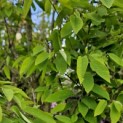 Amelanchier arborea 'Robin Hill' - 8