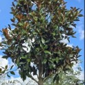 Magnolia grandiflora 'Galissonnière' - 1