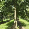 Alnus x spaethii 'Spaeth' - 2