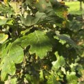 Quercus robur 'Fastigiata' - 1
