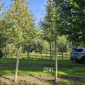 Amelanchier arborea 'Robin Hill' - 1
