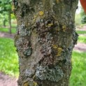 Carpinus Betulus - Afbeelding 6