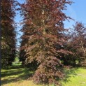 Fagus sylvatica 'Atropunicea' - mei 2026