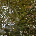 Fagus sylvatica 'Atropunicea' - 1
