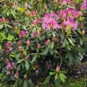 Rhododendron ponticum 'Roseum' - Foto 1