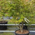 Acer palmatum - Foto 3