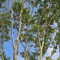 Heptacodium miconioides - 1