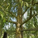 Salix sepulcralis 'Chrysocoma' - 6