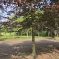 Fagus sylvatica 'Atropunicea' - Foto 2