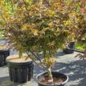 Acer palmatum 'Twombly's Red Sentinel' - Foto 7