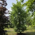 Fagus sylvatica - 1