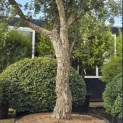 Quercus Suber - 4
