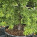 Pinus strobus - 1
