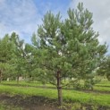 Pinus sylvestris - Foto 4