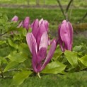 Magnolia 'Susan' - 1