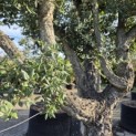 Quercus Suber - Foto 1