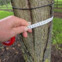Tilia cordata 'Oldenbelt' - september 2026