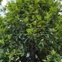 Quercus ilex - Foto 3