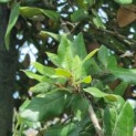 Quercus ilex - Foto 4