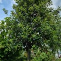 Quercus ilex - Foto 2