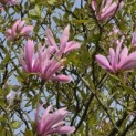 Magnolia 'Susan' - 5