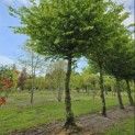 Carpinus betulus - 2