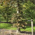 Fagus sylvatica 'Atropunicea' - 3