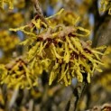 Hamamelis x intermedia 'Arnold Promise' - 1