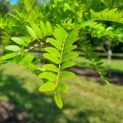 Gleditsia triacanthos 'Sunburst' - Foto 1