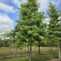 Liquidambar styraciflua - 1