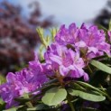 Rhododendron 'Catawbiense Boursault' - 2