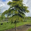 Cedrus deodara 'Aurea' - 3