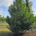Prunus Lusitanica - 1