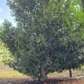 Prunus Lusitanica - 2