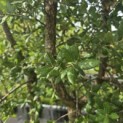 Quercus Suber - 6