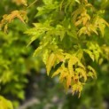 Acer shirasawanum 'Jordan' - Foto 2